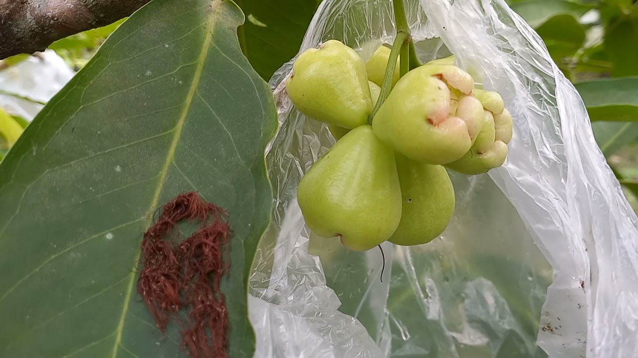 MEMBEDAKAN MACAM2 JENIS JAMBU AIR