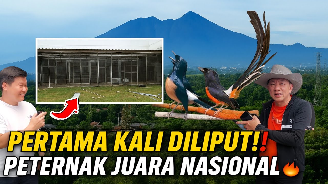 PERTAMA KALI DILIPUT‼️KISAH SUKSES PETERNAK MURAI BATU JUARA NASIONAL DIKAKI GUNUNG SALAK IML/RAI BF