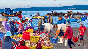 Về Phan Rí Cửa Cá Chỉ,Cá Bò Dép,Ghẹ Dĩa Lên Cảng Tấp Nập ║Ngôi Miếu 9 Tầng Cheo Leo Trên Ngọn Núi