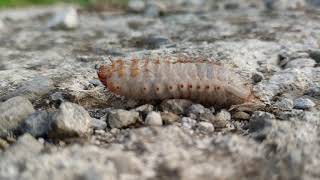 蠐螬 雞婆蟲 土蠶 雞母蟲 金龜子總科的幼蟲 grub scarabaeiform larva