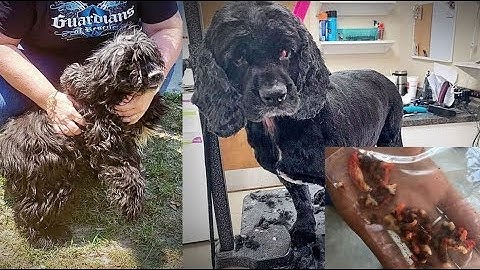 The Reveal | A full show of investigative reports Ep. 31