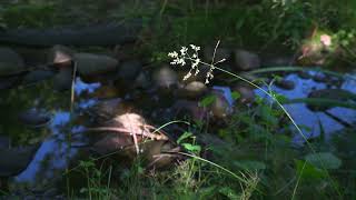 Sony Zv-E10 Hlg3 Bt.2020 Picture Profile Test Videono Color Grading