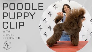 POODLE PUPPY CLIP COMPLETE  GROOMING