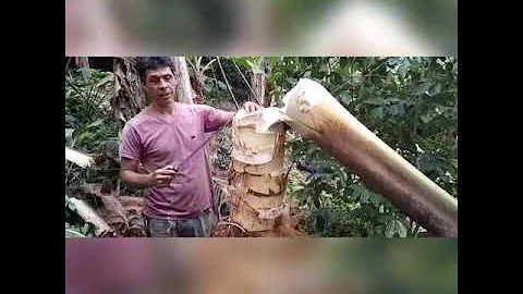 Pode comer palmito de coqueiro?