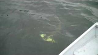 Musky eats Pike