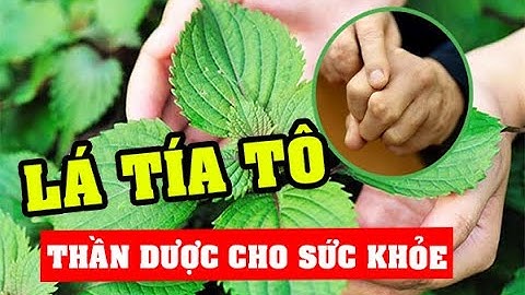 Lá Tía Tô Có Tác Dụng gì ? Thần Dược Cho Sức Khỏe và Làm Đẹp Da | Sống Lâu Sống Khỏe