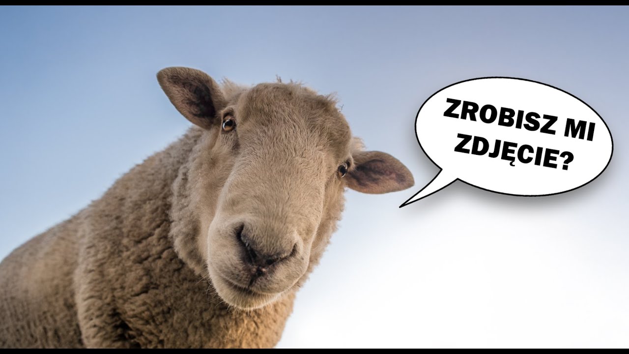 Będziesz mieć do PORTFOLIO. Jakich zleceń unikać? 📸