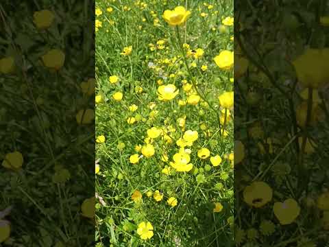 Жовті квіточки - YouTube