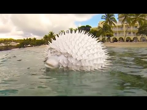See How a Pufferfish Blows Itself Up! Puffer Fish Puffing and Floating in Hand Net while Snorkeling