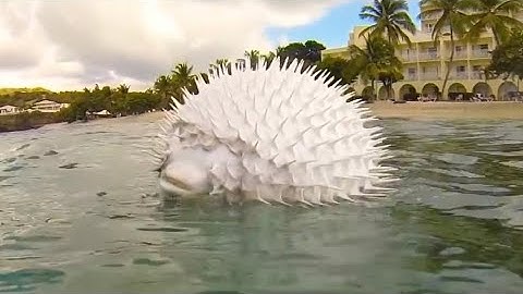 See How a Pufferfish Blows Itself Up! Puffer Fish Puffing and Floating in Hand Net while Snorkeling