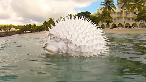 See How a Pufferfish Blows Itself Up! Puffer Fish Puffing and Floating in Hand Net while Snorkeling - DayDayNews