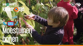 Moestuinen - Bonen Kindertijd Kro-Ncrv
