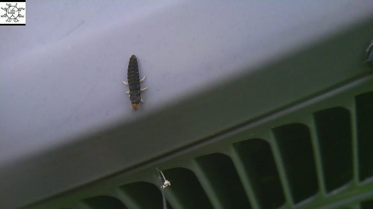 The Larva Of The Goldenrod Soldier Beetle YouTube