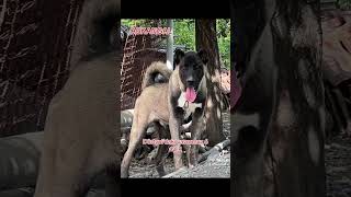 Kara Yılan 6 Aylık Maşallah