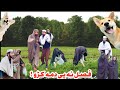 Pa sabo  saag  da khazo jang  new funny by simple laugh