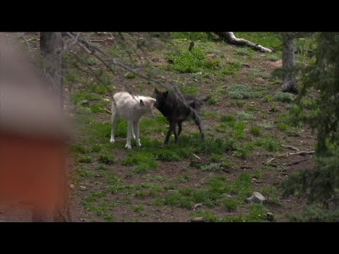 ვიდეო: არის თუ არა ვოლფგანგი ცხოველებში ახალ ჰორიზონტებს კვეთს?