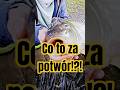 Jesienny karp na method feeder i tylko 5 stopni