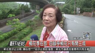 1060505觀天下新聞HD05 瑞芳區桐花季在即 四腳亭桐花只有開三成
