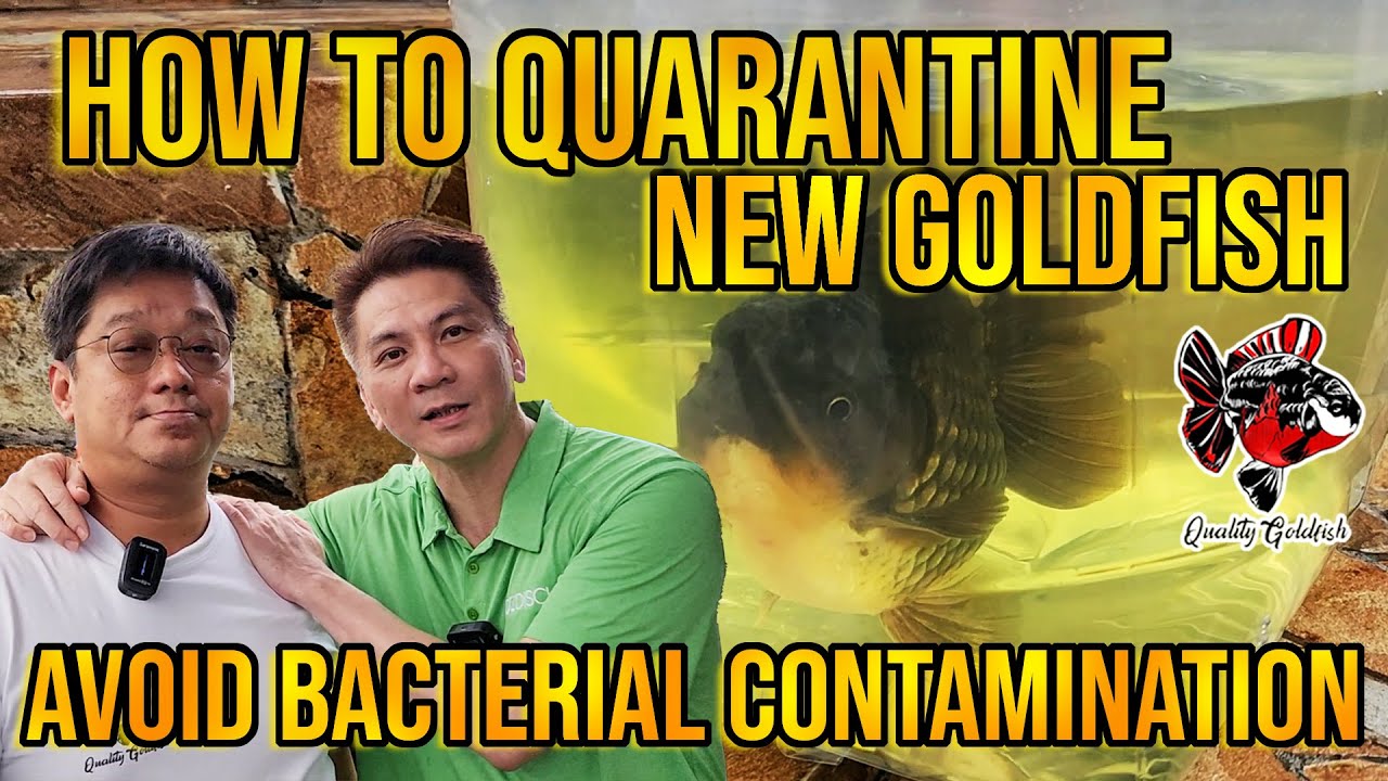 Picture of HOW TO QUARANTINE NEW GOLDFISH AVOID BACTERIAL CONTAMINATION ‼️ - YouTube