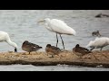 2022 09 Great White Egret   Kilnsea