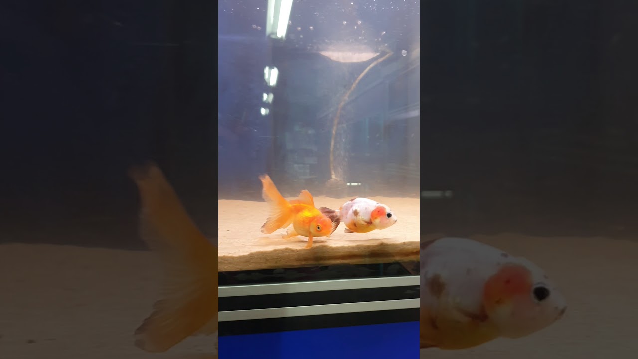 Buffelrug 12,50 pst 24-12-19