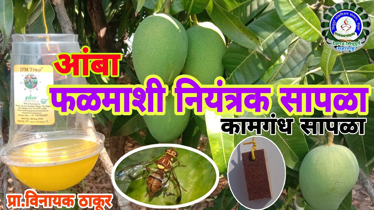 आंबा फळमाशी नियंत्रक कामगंध सापळा,Fruit Fly/Falmashi Trap/Pheromone Traps
