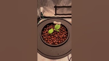 When DWC Hydroponic System meets Mars Hydro iHub Pro...