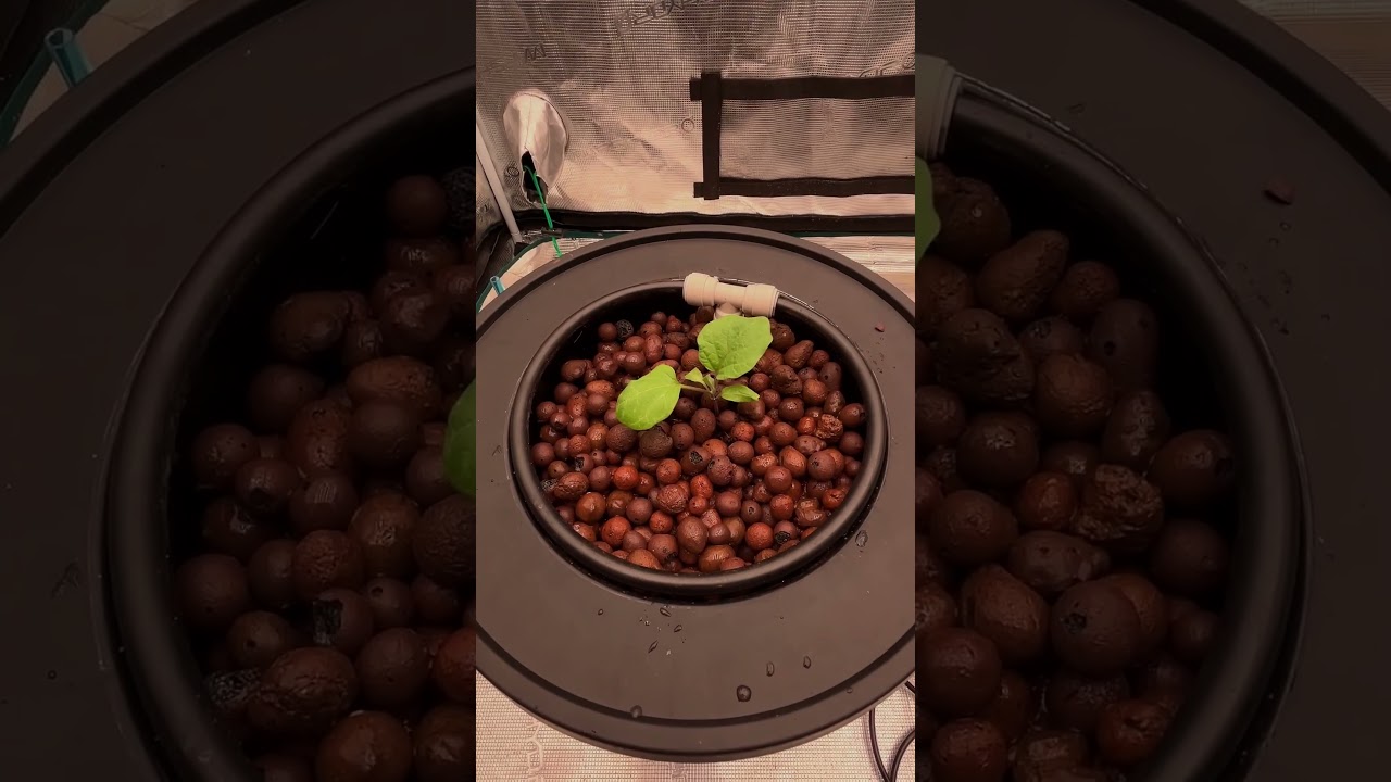 When DWC Hydroponic System meets Mars Hydro iHub Pro...
