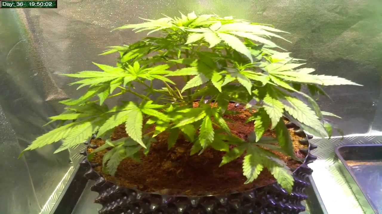 Auto Blueberry Timelapse Days 30-37