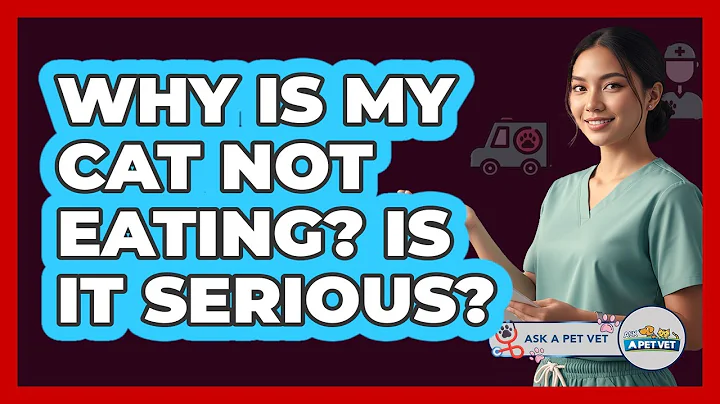 Why Is My Cat Not Eating? Is It Serious? - Ask A Pet Vet
