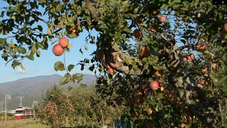 長野電鉄・紅いリンゴ収穫の秋2・特急「ゆけむり」1000系