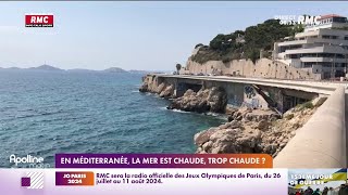 La Méditerranée à 28 degrés: à Marseille, le réchauffement de l'eau menace l'écosystème sous-marin