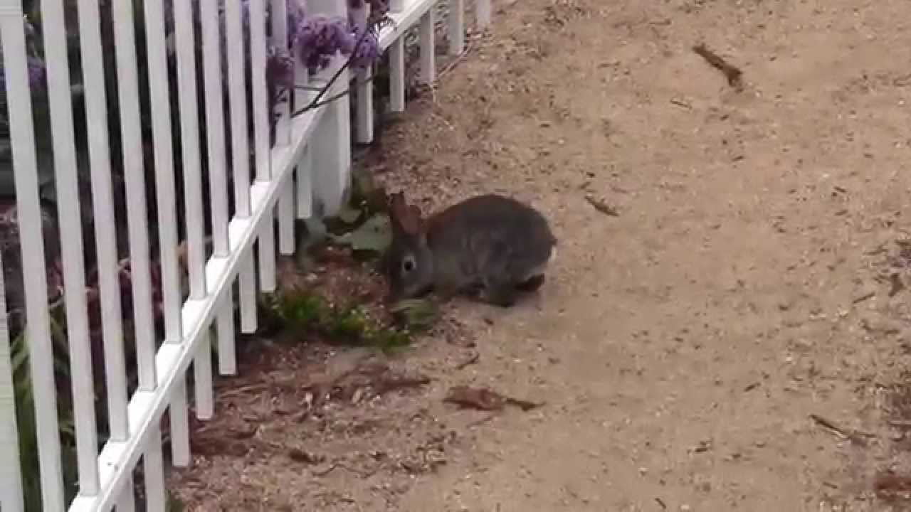 Bunny At Cottage Inn By The Sea Pismo Beach Youtube