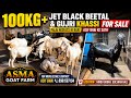 100Kg+ Mein Gujri Aur Beetal Khassi Jodi For Sale | Asma Goat Farm Palai Results | Call 8981587104