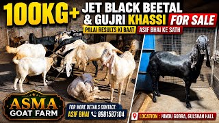 100Kg+ Mein Gujri Aur Beetal Khassi Jodi For Sale | Asma Goat Farm Palai Results | Call 8981587104