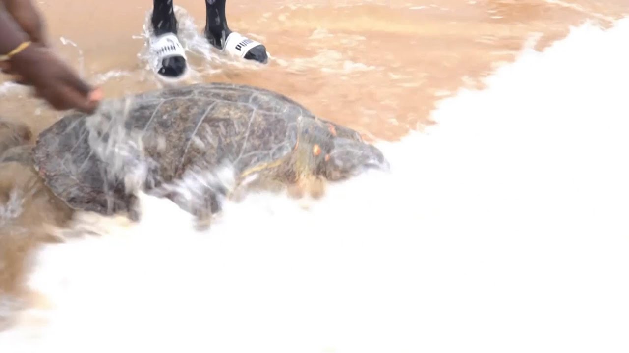 Sea turtles in Nigeria are released back to the wild after being ...