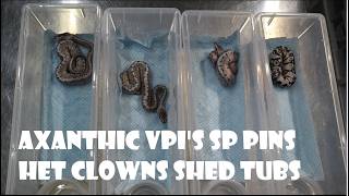 SUPER PASTEL VPI AXANTHIC PINS HET CLOWN SHED TUB SET UP PLUS MOVE UPS