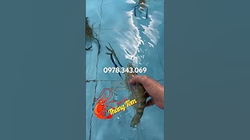 Tôm càng xanh sống . Cách đóng tôm càng xanh sống