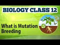 What Is Mutation Breeding - Enhancement in Food Production - Biology Class 12