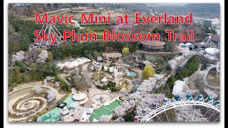 Mavic Mini and Everland Sky Plum Blossom Trail