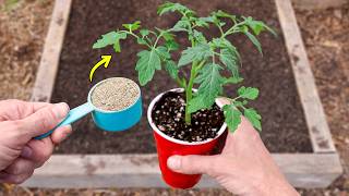 5 Mistakes That Will DESTROY Your Tomatoes…