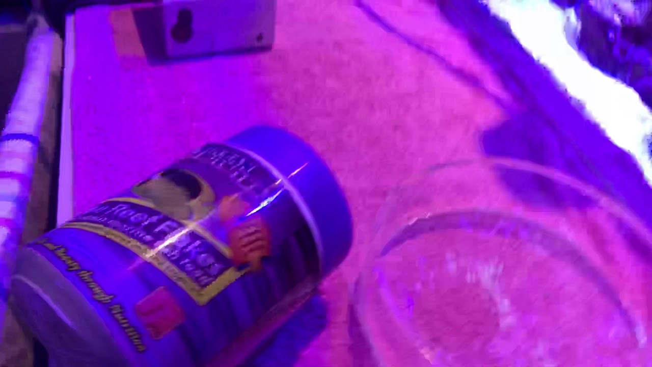 copperband butterflyfish chelmon rostratus eating flakes only from the hand