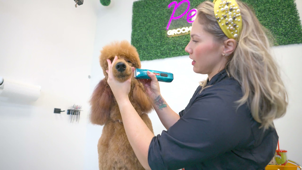 Pecas Grooming & Boarding / Sanford, Florida YouTube