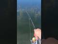 Bluegill fishing offshore weed piles #bluegill #sunfish #haresear #fishing #flyfishing