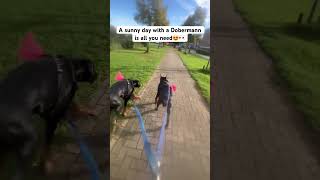 A Sunny Day With A Dobermann Is All You Need