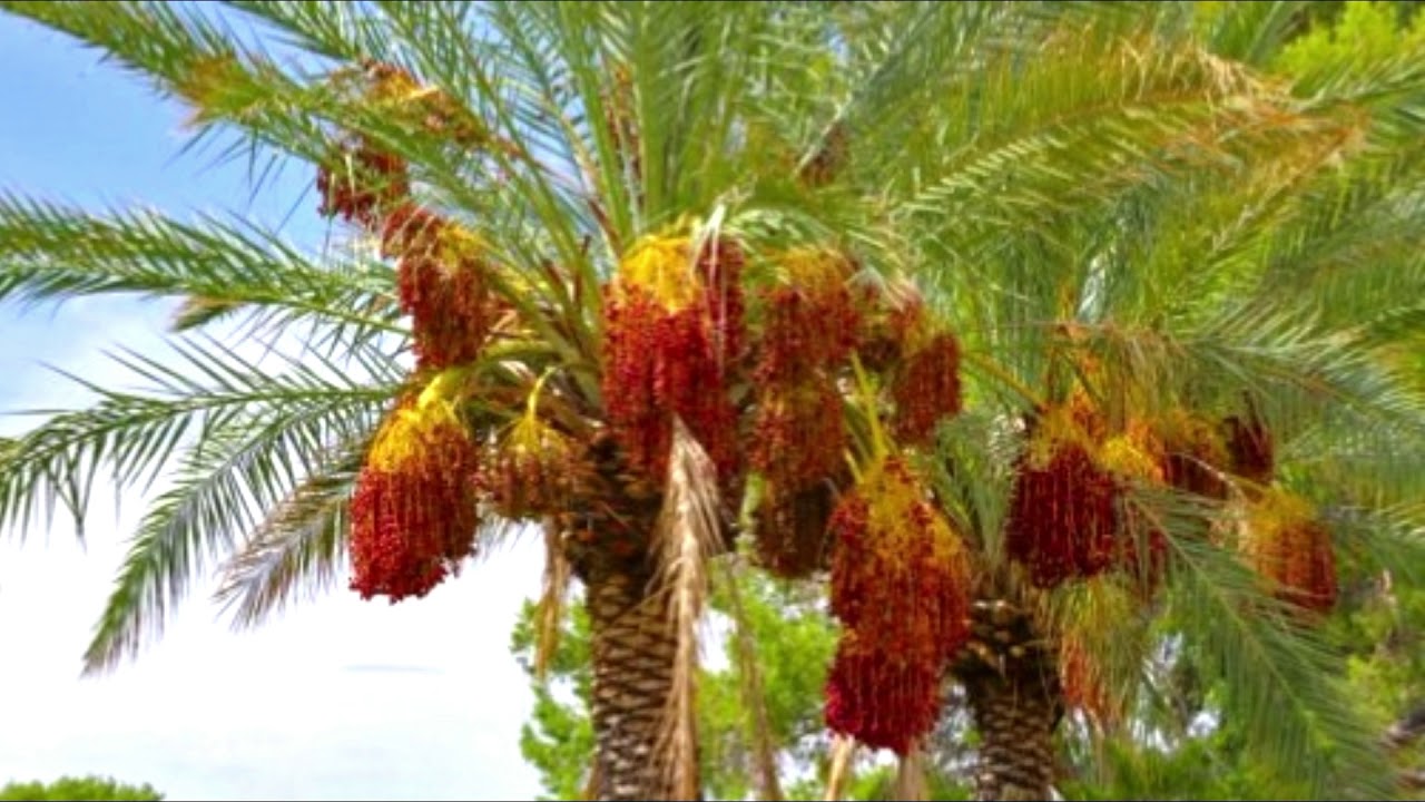 قصة الصحابي ابو الدحداح/قصص حدثت في زمن النبي والصحابة 09