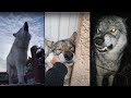 Wolves are badass and cute tiktok compilation