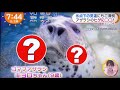 アザラシのキョロちゃんのお髭に、氷の塊!アクセサリーみたい!めざましテレビ2/2放送