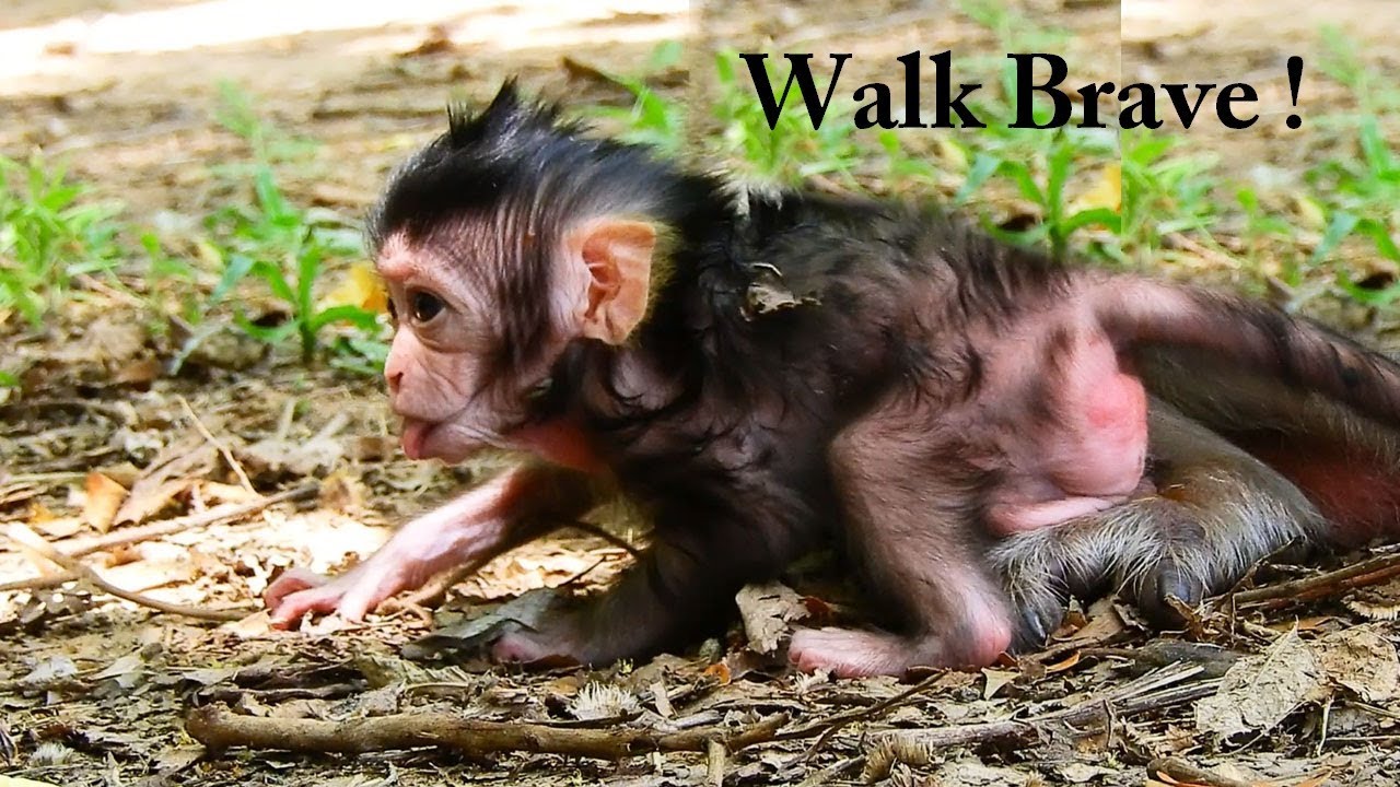 foundation medicine Yahhhh Walking Brave, Lizza Is Happy Walking Brave_Learns Walking First Time
