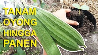 Tanam Sayuran Oyong dibelakang Rumah hingga Panen